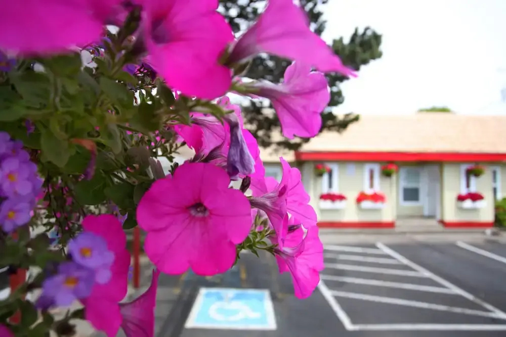 photo 1 of City Centre Motel by OYO