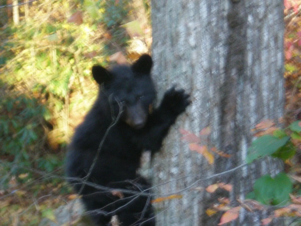 photo 1 of Deep Creek Lodge