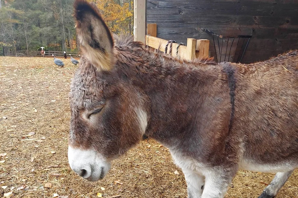 photo 1 of Rustic & Authentic Farm Stay by Dupont Forest!