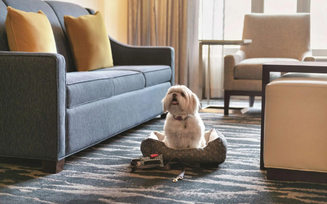 1 Bedroom Premium Double Suite