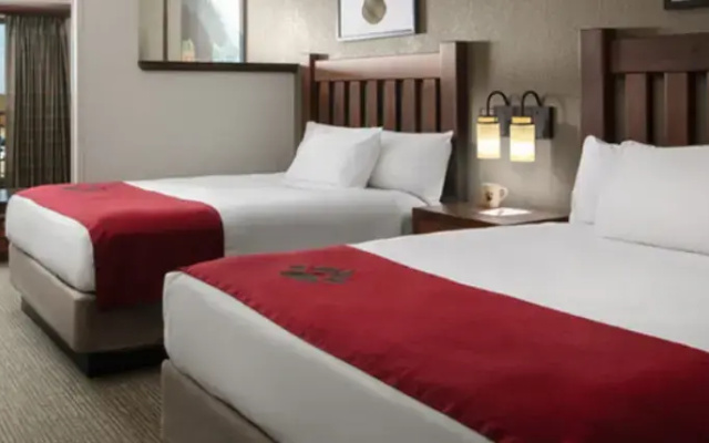 Majestic Bear Suite