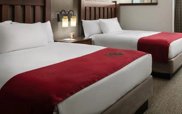 Brown Bear Suite